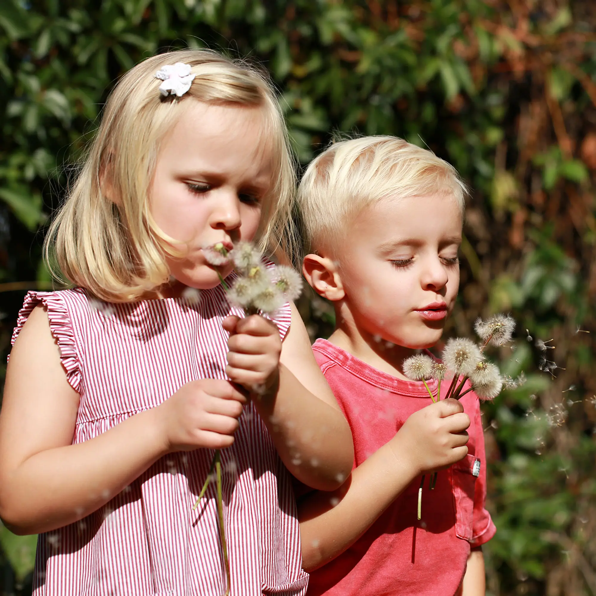 Geschwister pusten Pusteblumen